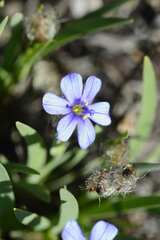 Aristea pusilla