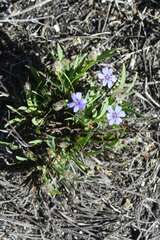 Aristea pusilla