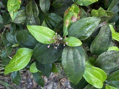 Miconia thomasiana