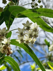 Gomphocarpus physocarpus