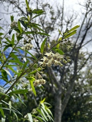 Gomphocarpus physocarpus