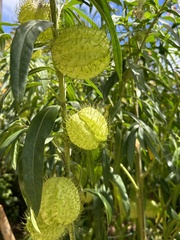 Gomphocarpus physocarpus