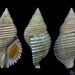 Lined Whelk - Photo (c) Saryu Mae, some rights reserved (CC BY), uploaded by Saryu Mae