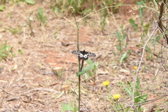 Papilio anactus