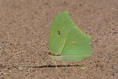 Anteos maerula