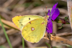 Colias poliographus