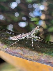 Liturgusa