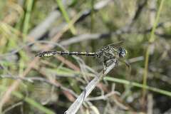 Paragomphus cognatus