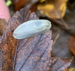 Arion intermedius