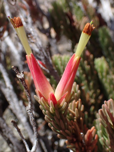 Image of Royal Heath (Erica adelopetala) by (c) Ren Hoekstra, some rights reserved (CC BY)