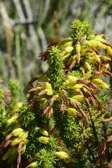 Erica coccinea