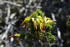 Erica coccinea