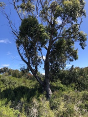 Eucalyptus ovata