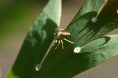 Araneus talipedatus