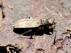 Pseudopachybrachius