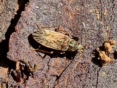 Pseudopachybrachius