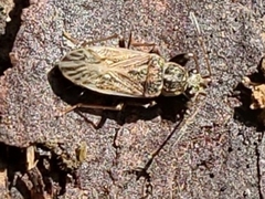 Pseudopachybrachius