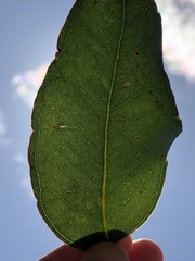 Eucalyptus ovata