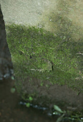 Scleropodium cespitans