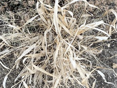 Panicum hallii
