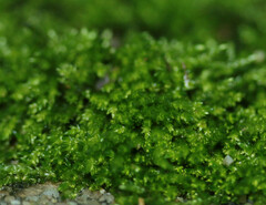 Scleropodium cespitans