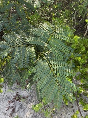 Albizia procera