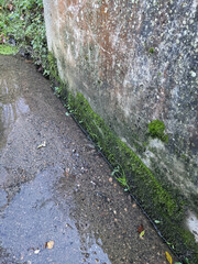 Scleropodium cespitans