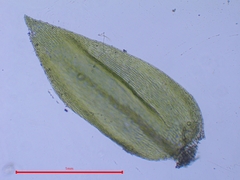 Scleropodium cespitans