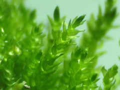 Scleropodium cespitans