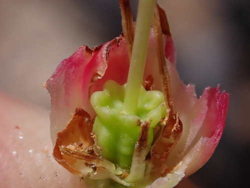 Image of Erica adelopetala by (c) Ren Hoekstra, some rights reserved (CC BY)