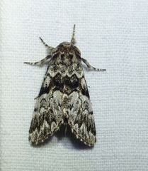 Panthea acronyctoides