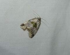 Maliattha synochitis