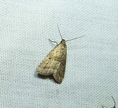 Hypenodes fractilinea