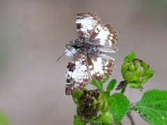 Chiomara georgina
