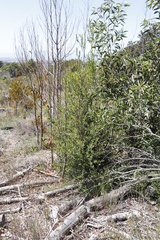 Melaleuca hypericifolia