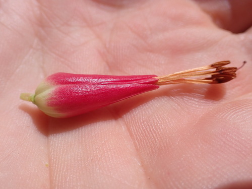 Image of Royal Heath (Erica adelopetala) by (c) Ren Hoekstra, some rights reserved (CC BY)