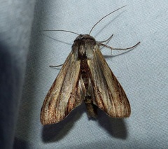 Cucullia convexipennis