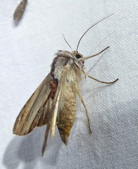 Cucullia convexipennis