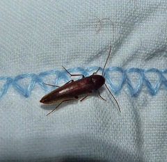 Melandryidae