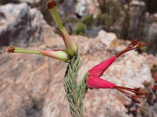 Image of Royal Heath (Erica adelopetala) by (c) Ren Hoekstra, some rights reserved (CC BY)