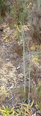 Annesorhiza macrocarpa