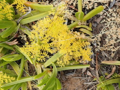 Annesorhiza macrocarpa