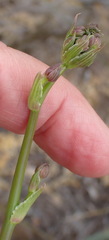 Annesorhiza macrocarpa