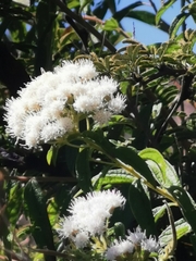 Ageratina brevipes