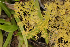 Annesorhiza macrocarpa