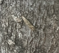 Oinophila v-flava