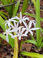 Crinum