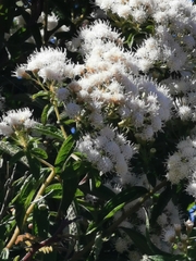 Ageratina brevipes