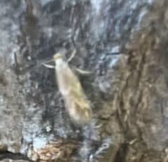 Oinophila v-flava