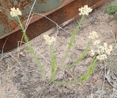 Helichrysum teretifolium